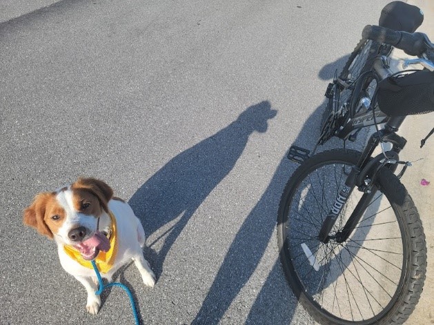 Petventures Dog Bike Rides